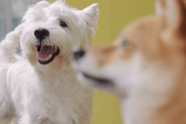 Les entrepreneurs de la génération Z redéfinissent l’économie des animaux de compagnie avec des espaces uniques Les entrepreneurs de la génération Z redéfinissent l'économie des animaux de compagnie avec des espaces uniques video poster