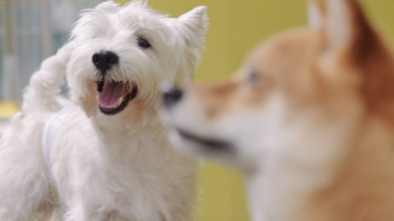 Les entrepreneurs de la génération Z redéfinissent l'économie des animaux de compagnie avec des espaces uniques video poster
