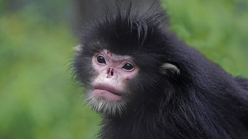 Les caméras infrarouges capturent 71 espèces sauvages dans la réserve de Gaoligongshan au Yunnan video poster