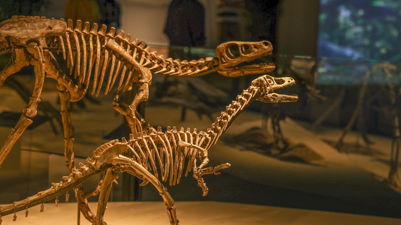Shanghai dévoile des merveilles préhistoriques au Monde des Dinosaures de Chine Shanghai dévoile des merveilles préhistoriques au Monde des Dinosaures de Chine