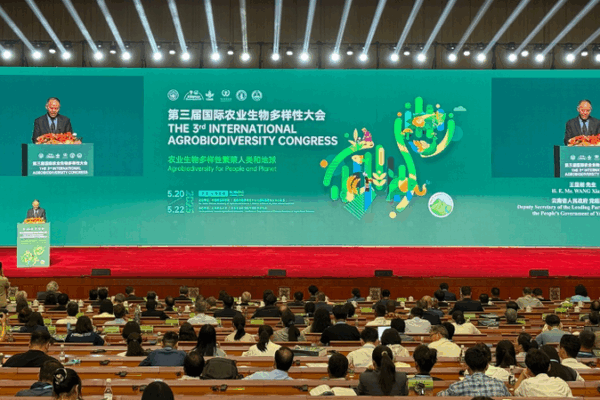 Des experts mondiaux s’unissent à Kunming pour protéger l’agrobiodiversité Des experts mondiaux s'unissent à Kunming pour protéger l'agrobiodiversité
