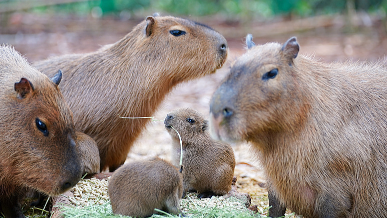 Le parc de la faune du Yunnan accueille de nouveaux capybaras et un bébé girafe