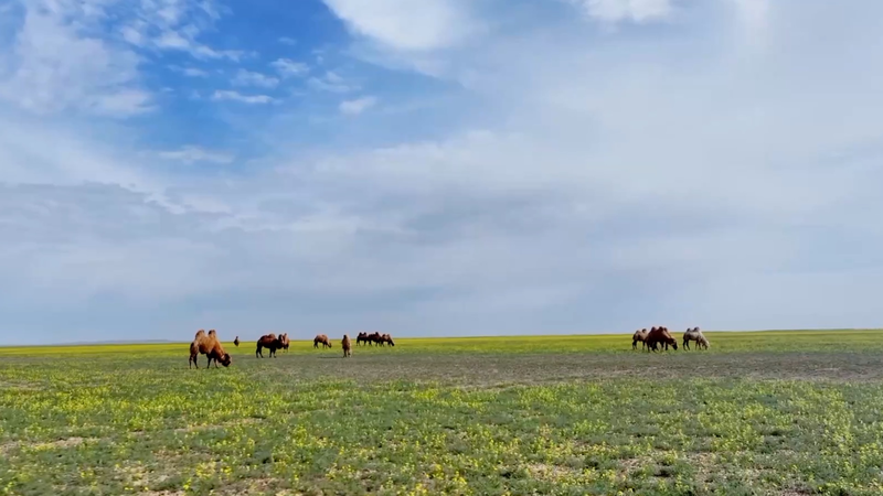 Plus de 10 000 chameaux se dirigent vers les pâturages d’été au Xinjiang Plus de 10 000 chameaux se dirigent vers les pâturages d'été au Xinjiang video poster