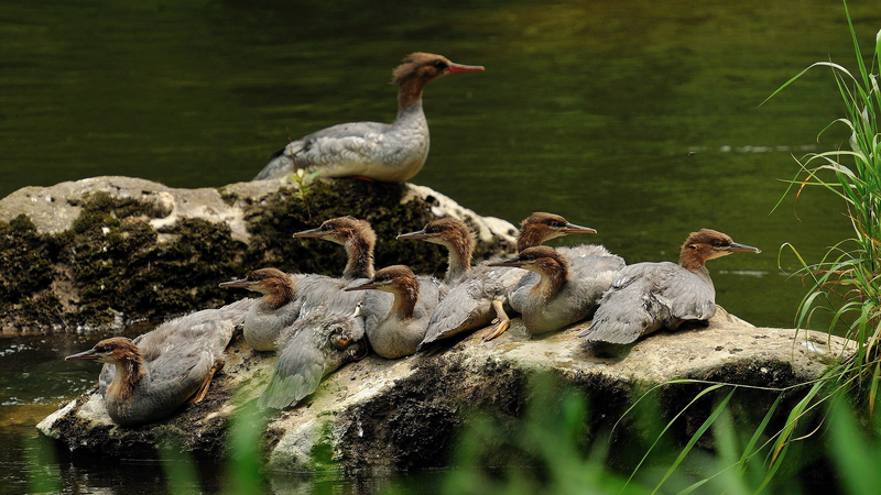 Éclosion de canetons rares de mergansers dans les montagnes de Changbai du Jilin Éclosion de canetons rares de mergansers dans les montagnes de Changbai du Jilin video poster