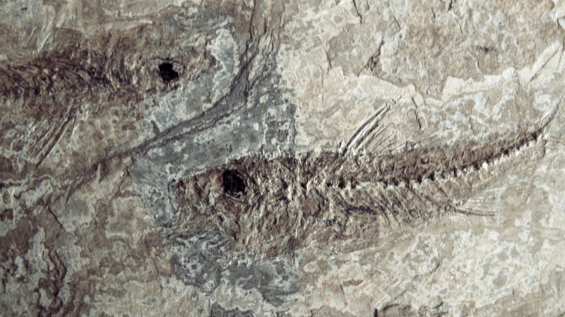 Les scientifiques déchiffrent le mystère d’un poisson vieux de 400 millions d’années Les scientifiques déchiffrent le mystère d'un poisson vieux de 400 millions d'années