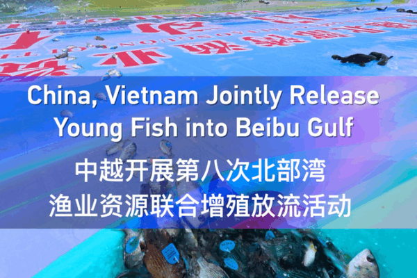 La Chine et le Vietnam relâchent des poissons juvéniles dans le golfe de Beibu La Chine et le Vietnam relâchent des poissons juvéniles dans le golfe de Beibu video poster