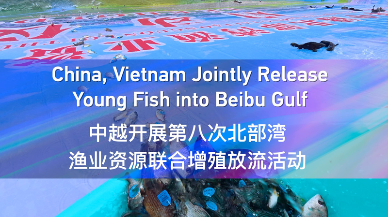 La Chine et le Vietnam relâchent des poissons juvéniles dans le golfe de Beibu video poster