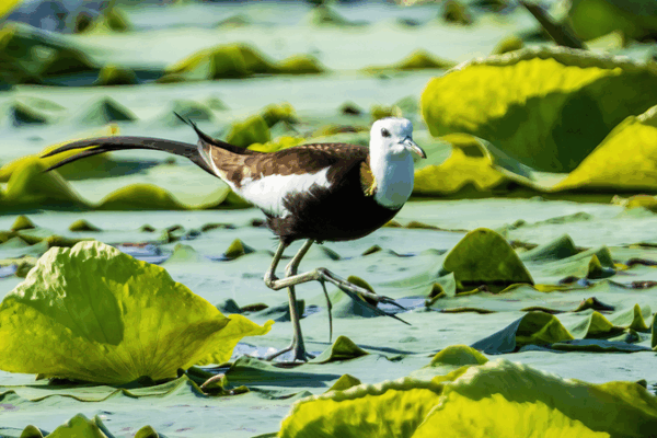 Les Jacanas s’installent au bassin de lotus de Nanchang, signe de renouveau écologique Les Jacanas s'installent au bassin de lotus de Nanchang, signe de renouveau écologique