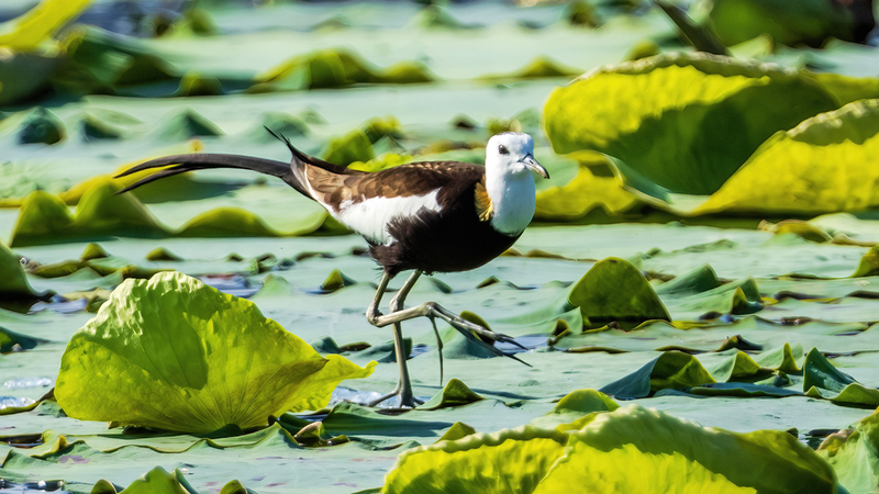 Les Jacanas s'installent au bassin de lotus de Nanchang, signe de renouveau écologique