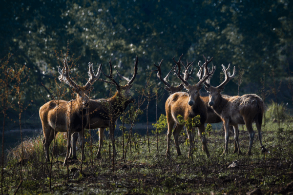 Duel Épique de Bois : Lutte des Cerfs Milu pour des Droits d’Accouplement au Lac Dongting Duel Épique de Bois : Lutte des Cerfs Milu pour des Droits d'Accouplement au Lac Dongting video poster