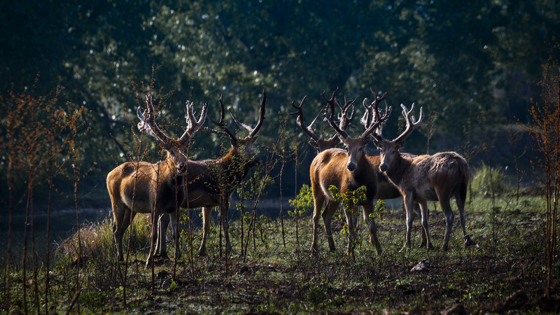 Duel Épique de Bois : Lutte des Cerfs Milu pour des Droits d'Accouplement au Lac Dongting video poster