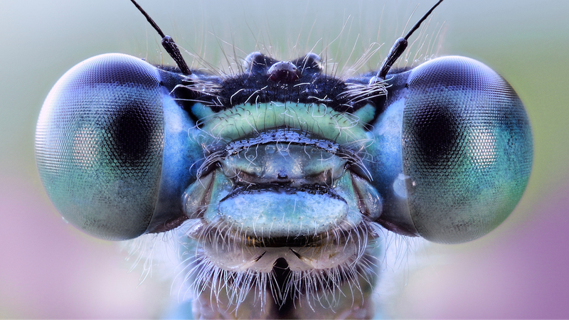 Système de vision IA inspiré des insectes promet des microscopes de nouvelle génération