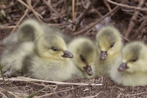 L’Île des œufs de canard de la rivière Jaune reprend vie comme pépinière pour oiseaux L’Île des œufs de canard de la rivière Jaune reprend vie comme pépinière pour oiseaux video poster