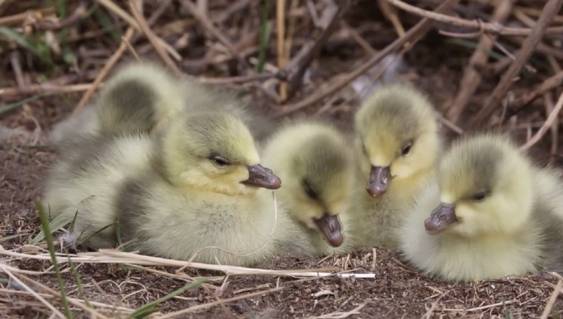 L’Île des œufs de canard de la rivière Jaune reprend vie comme pépinière pour oiseaux video poster