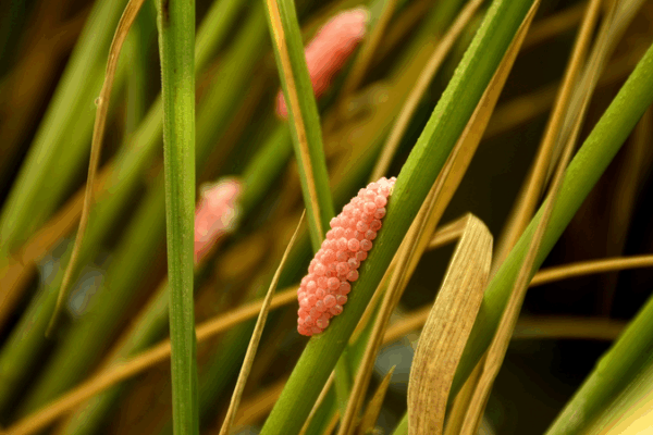 Les biocontrôles rendent-ils les plantes invasives plus fortes ? Les biocontrôles rendent-ils les plantes invasives plus fortes ?