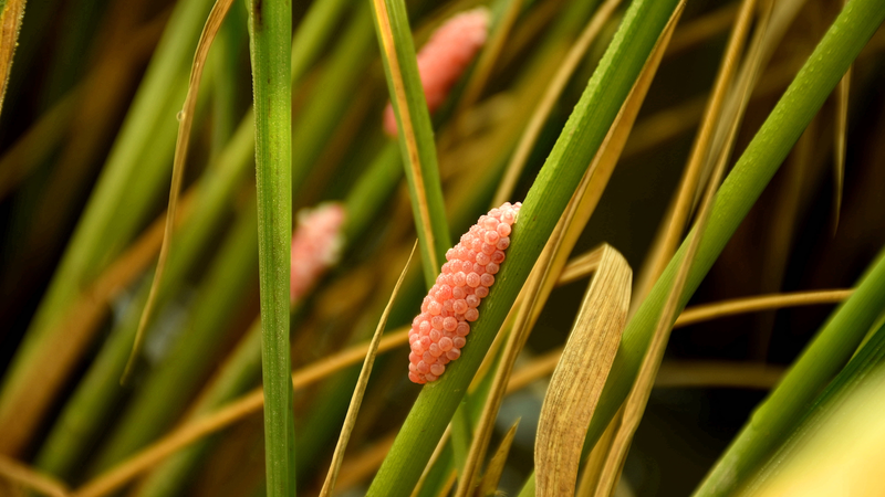 Les biocontrôles rendent-ils les plantes invasives plus fortes ?