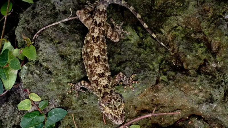 Nouvelle espèce de geckos découverte dans la forêt tropicale de Hainan Nouvelle espèce de geckos découverte dans la forêt tropicale de Hainan