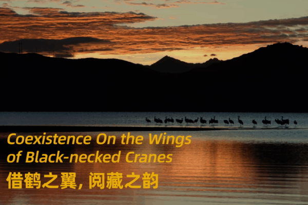 Les grues à cou noir du Xizang : Une danse saisonnière dans le ciel Les grues à cou noir du Xizang : Une danse saisonnière dans le ciel video poster