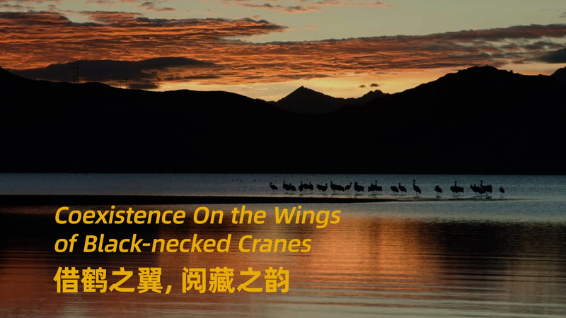 Les grues à cou noir du Xizang : Une danse saisonnière dans le ciel video poster