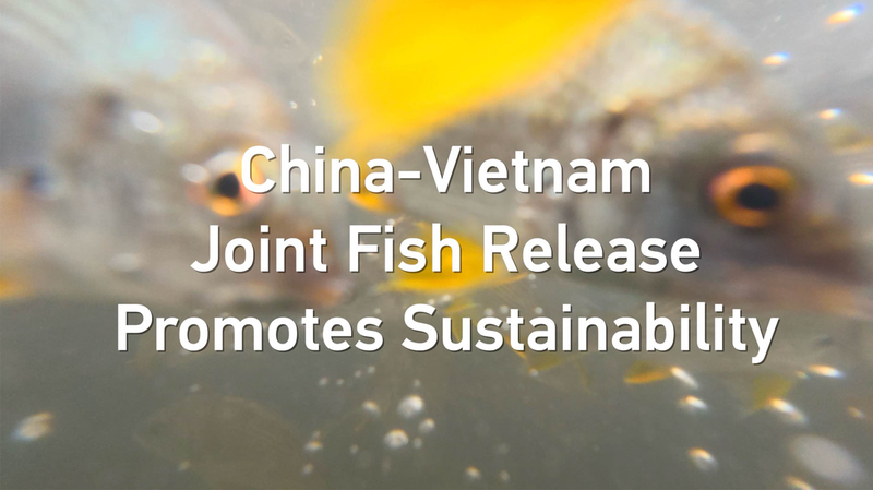 Le continent chinois et le Vietnam lancent un lâcher conjoint de poissons dans le golfe de Beibu Le continent chinois et le Vietnam lancent un lâcher conjoint de poissons dans le golfe de Beibu video poster