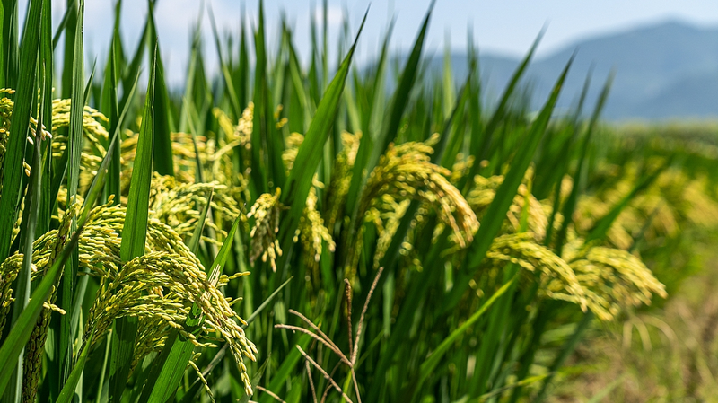 Des microbes bénéfiques augmentent les rendements agricoles sur le plateau de Loess Des microbes bénéfiques augmentent les rendements agricoles sur le plateau de Loess