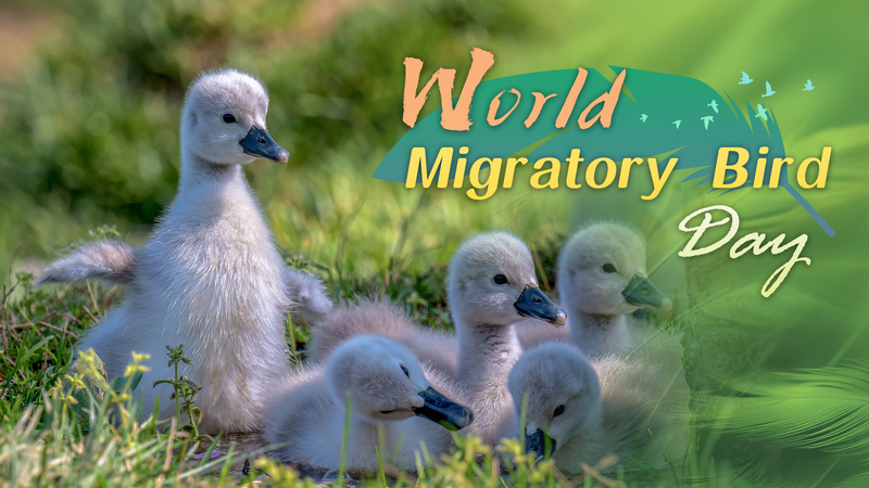 Voyageurs à plumes : Journée mondiale des oiseaux migrateurs dans nos villes Voyageurs à plumes : Journée mondiale des oiseaux migrateurs dans nos villes