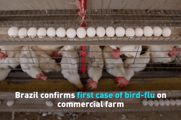 Le Brésil enregistre son premier cas de grippe aviaire dans une ferme commerciale Le Brésil enregistre son premier cas de grippe aviaire dans une ferme commerciale video poster