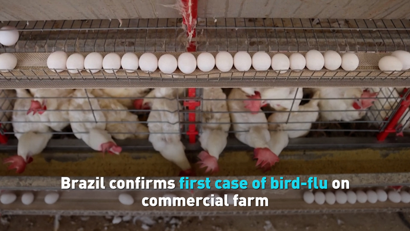 Le Brésil enregistre son premier cas de grippe aviaire dans une ferme commerciale video poster