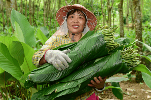 Les feuilles de zongzi alimentent la prospérité dans le village de Yashipu à Hainan Les feuilles de zongzi alimentent la prospérité dans le village de Yashipu à Hainan