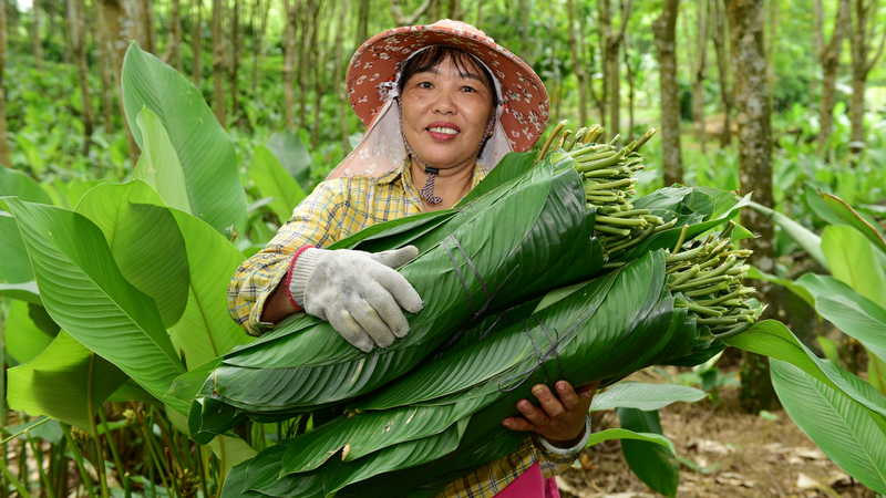 Les feuilles de zongzi alimentent la prospérité dans le village de Yashipu à Hainan