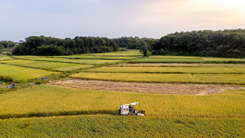 Le gène du riz résistant à la chaleur promet des récoltes sûres sous des chaleurs extrêmes Le gène du riz résistant à la chaleur promet des récoltes sûres sous des chaleurs extrêmes