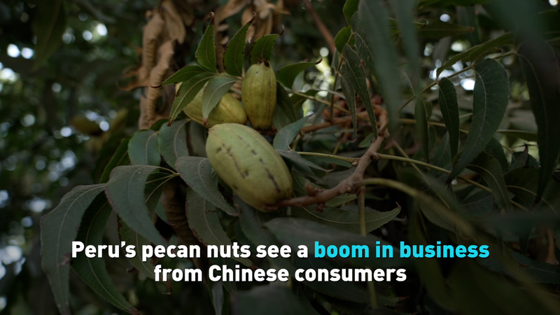 Pourquoi les noix de pécan du Pérou explosent en popularité dans la Chine continentale Pourquoi les noix de pécan du Pérou explosent en popularité dans la Chine continentale video poster