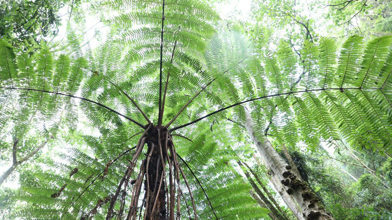Les fougères arborescentes anciennes prospèrent dans la forêt cachée du Yunnan Les fougères arborescentes anciennes prospèrent dans la forêt cachée du Yunnan