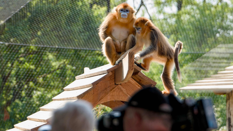Début des singes au nez retroussé doré du continent chinois en France