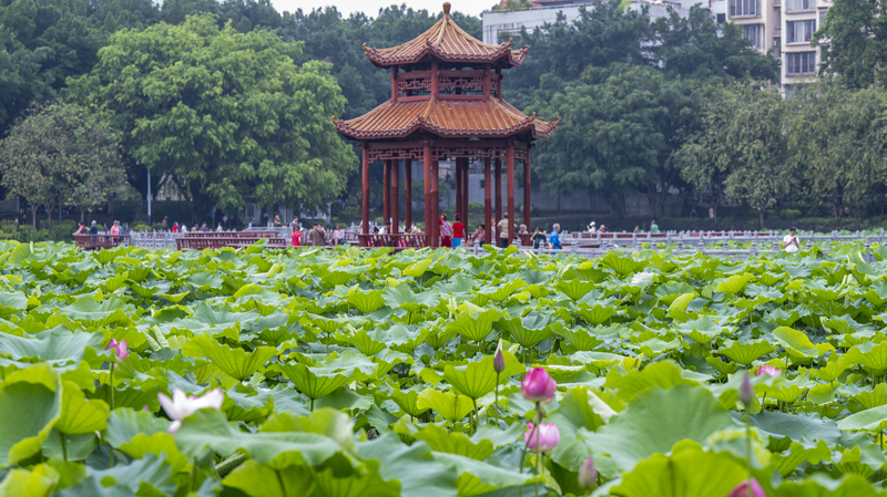 Sérénité estivale : Floraisons de lotus au parc Pantang à Wuzhou Sérénité estivale : Floraisons de lotus au parc Pantang à Wuzhou