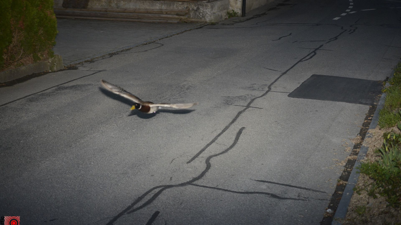 Un radar suisse capture un canard colvert à 52 km/h
