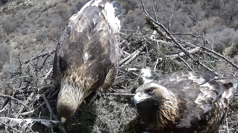 La caméra infrarouge capture le ‘nid d’amour’ des aigles royaux à Gansu La caméra infrarouge capture le 'nid d'amour' des aigles royaux à Gansu video poster