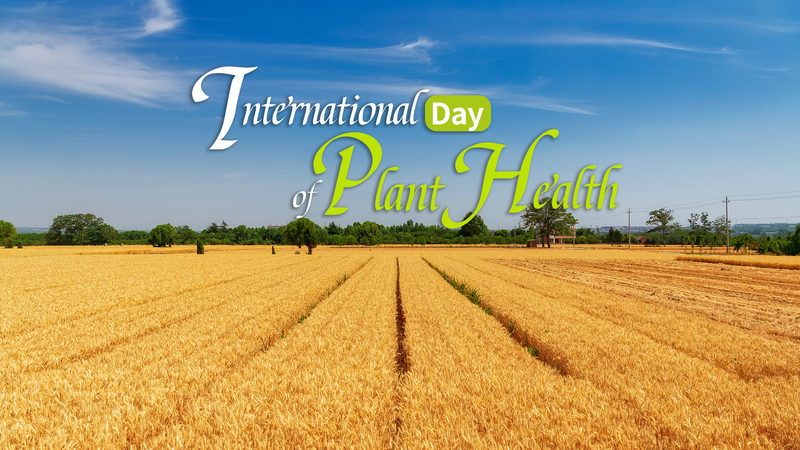 12 mai : Journée internationale de la santé des plantes – Protéger nos cultures 12 mai : Journée internationale de la santé des plantes – Protéger nos cultures