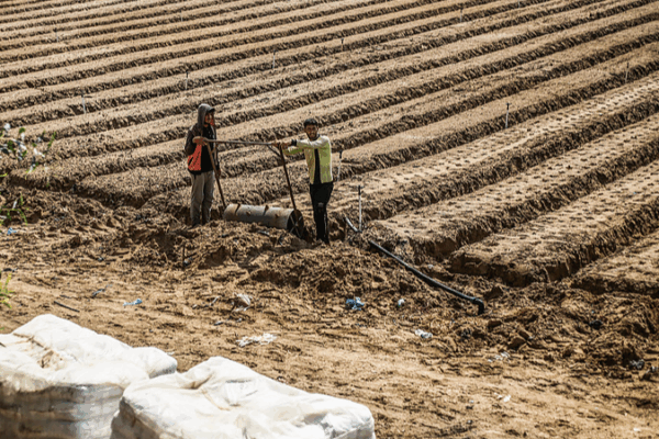 Les terres agricoles de Gaza se réduisent à moins de 5 % : l’ONU avertit d’une crise alimentaire imminente Les terres agricoles de Gaza se réduisent à moins de 5 % : l'ONU avertit d'une crise alimentaire imminente