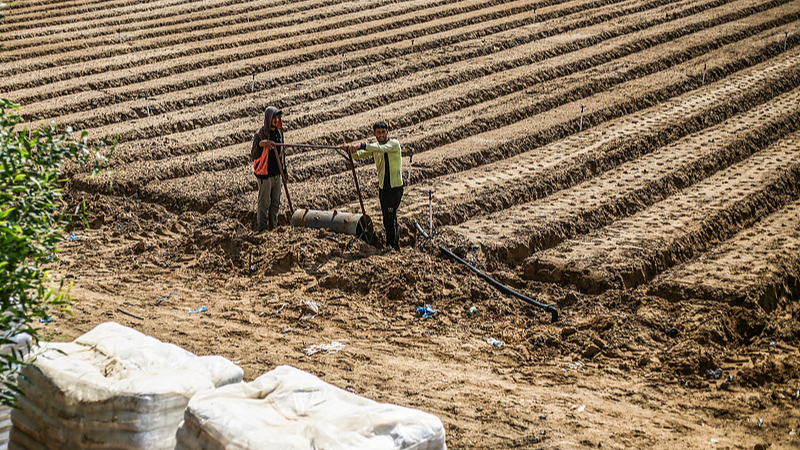 Les terres agricoles de Gaza se réduisent à moins de 5 % : l'ONU avertit d'une crise alimentaire imminente