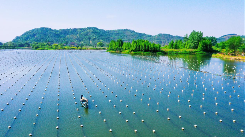 L’aquaculture des perles de Deqing rejoint la liste GIAHS de la FAO L_aquaculture_des_perles_de_Deqing_rejoint_la_liste_GIAHS_de_la_FAO