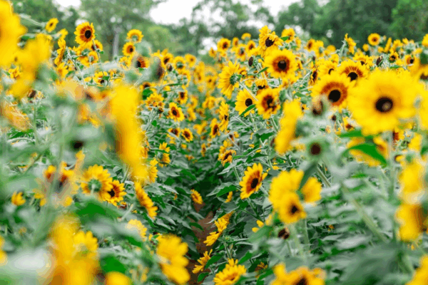 La floraison des tournesols au Centre civique de Shenzhen La_floraison_des_tournesols_au_Centre_civique_de_Shenzhen