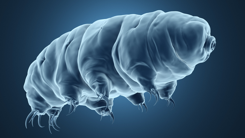 La technologie de tatouage de glace grave des motifs nanoscale sur des organismes vivants La_technologie_de_tatouage_de_glace_grave_des_motifs_nanoscale_sur_des_organismes_vivants