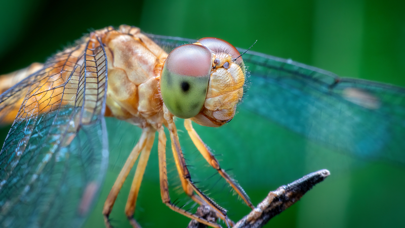 Les_esprits_des_animaux_propulsent_la_prochaine_vague_d_innovation_technologique