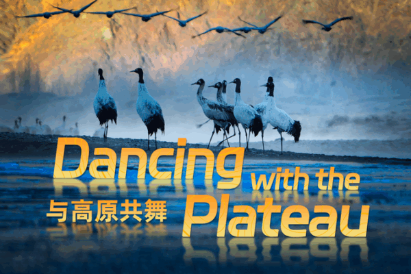 Danser avec le Plateau : Un voyage en 4K avec les grues à cou noir Danser avec le Plateau : Un voyage en 4K avec les grues à cou noir video poster