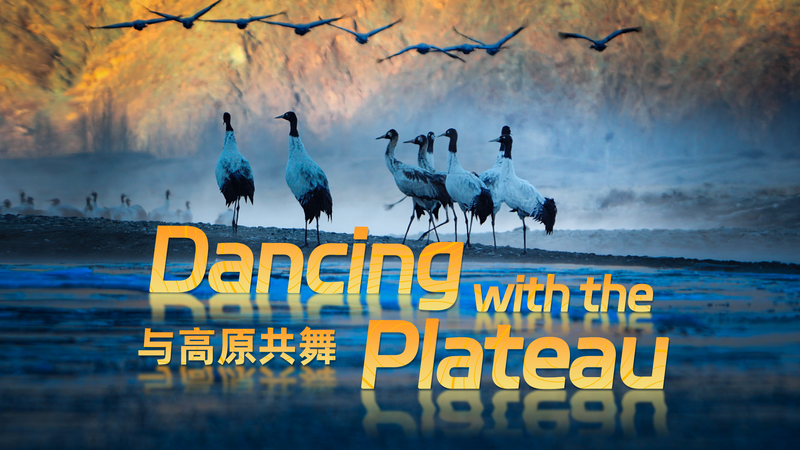 Danser avec le Plateau : Un voyage en 4K avec les grues à cou noir video poster