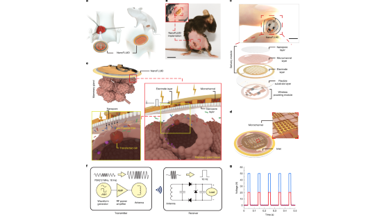 Patch révolutionnaire pour organes Band-Aid délivrant des médicaments avec une précision chirurgicale Patch révolutionnaire pour organes Band-Aid délivrant des médicaments avec une précision chirurgicale