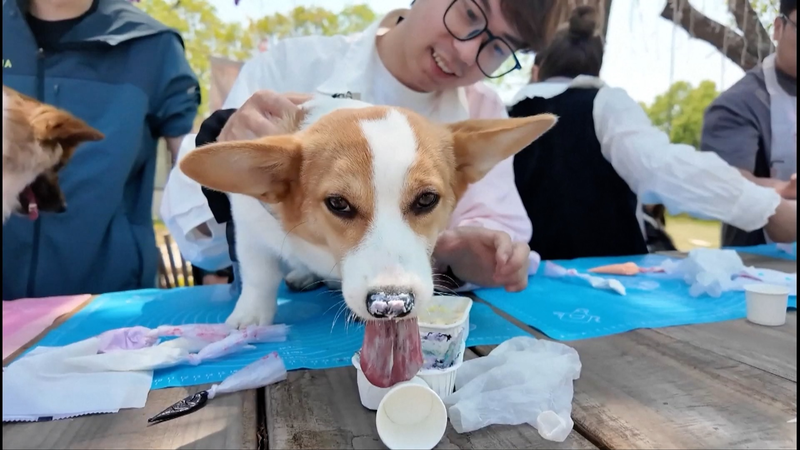 Wuxi lance un bus et des lieux adaptés aux animaux de compagnie alors que l’économie des animaux domestiques explose Wuxi lance un bus et des lieux adaptés aux animaux de compagnie alors que l'économie des animaux domestiques explose video poster