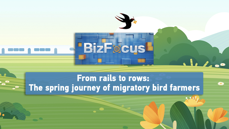 Des Rails aux Rangées : La Mission de Printemps des Riziculteurs de Heilongjiang video poster