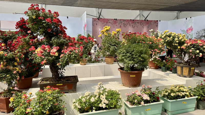 Les roses connectent les cultures à la conférence internationale des roses de Pékin Les roses connectent les cultures à la conférence internationale des roses de Pékin video poster